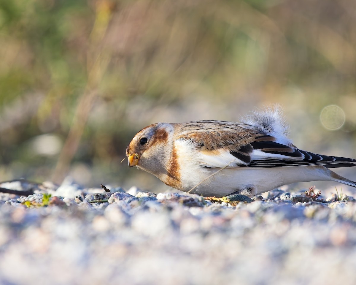 Snow Bunting - ML645092530