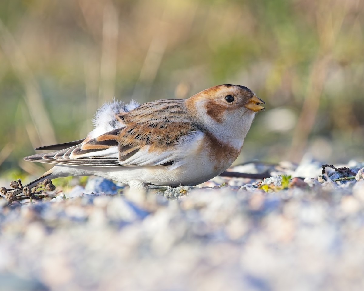 Snow Bunting - ML645092531