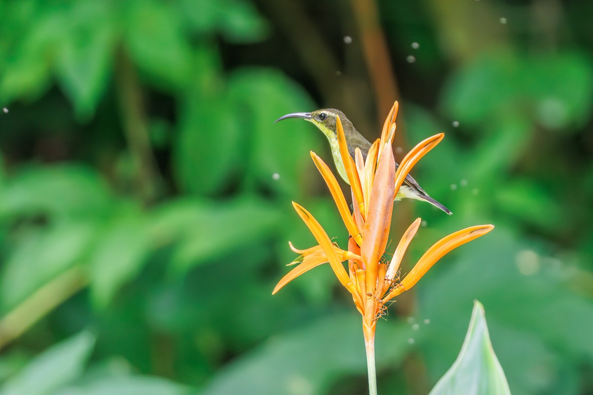 Ornate Sunbird - ML645092538