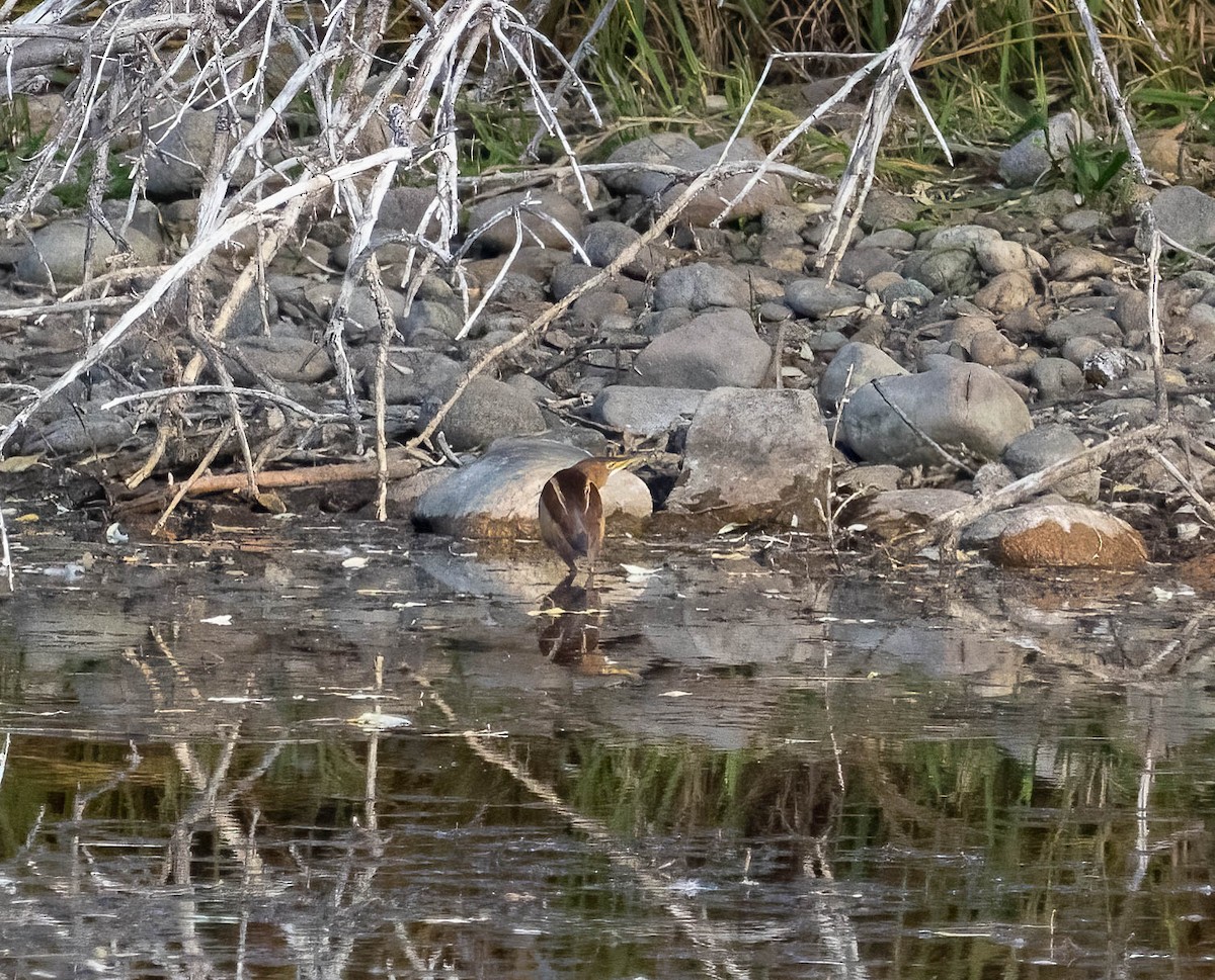 コヨシゴイ - ML645092549