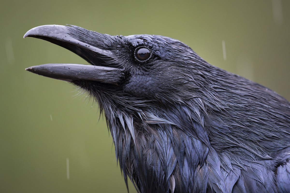 Erroi handia - ML645092553