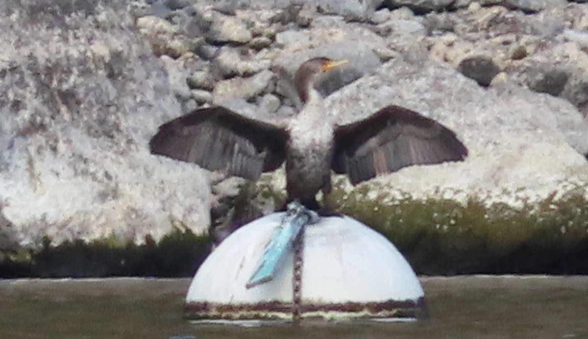 Cormoran à aigrettes - ML645092557