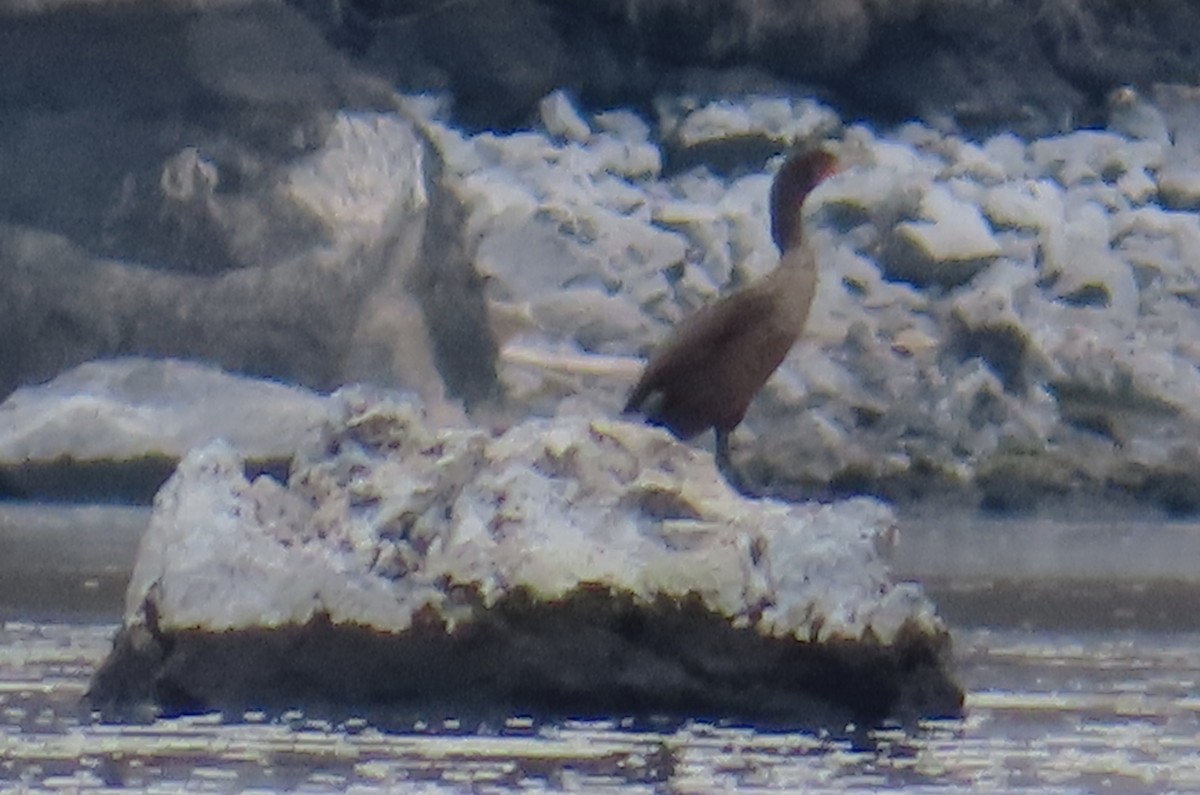 Cormoran à aigrettes - ML645092558