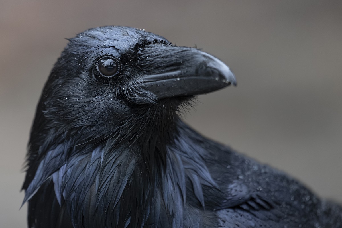 Ворон - ML645092559