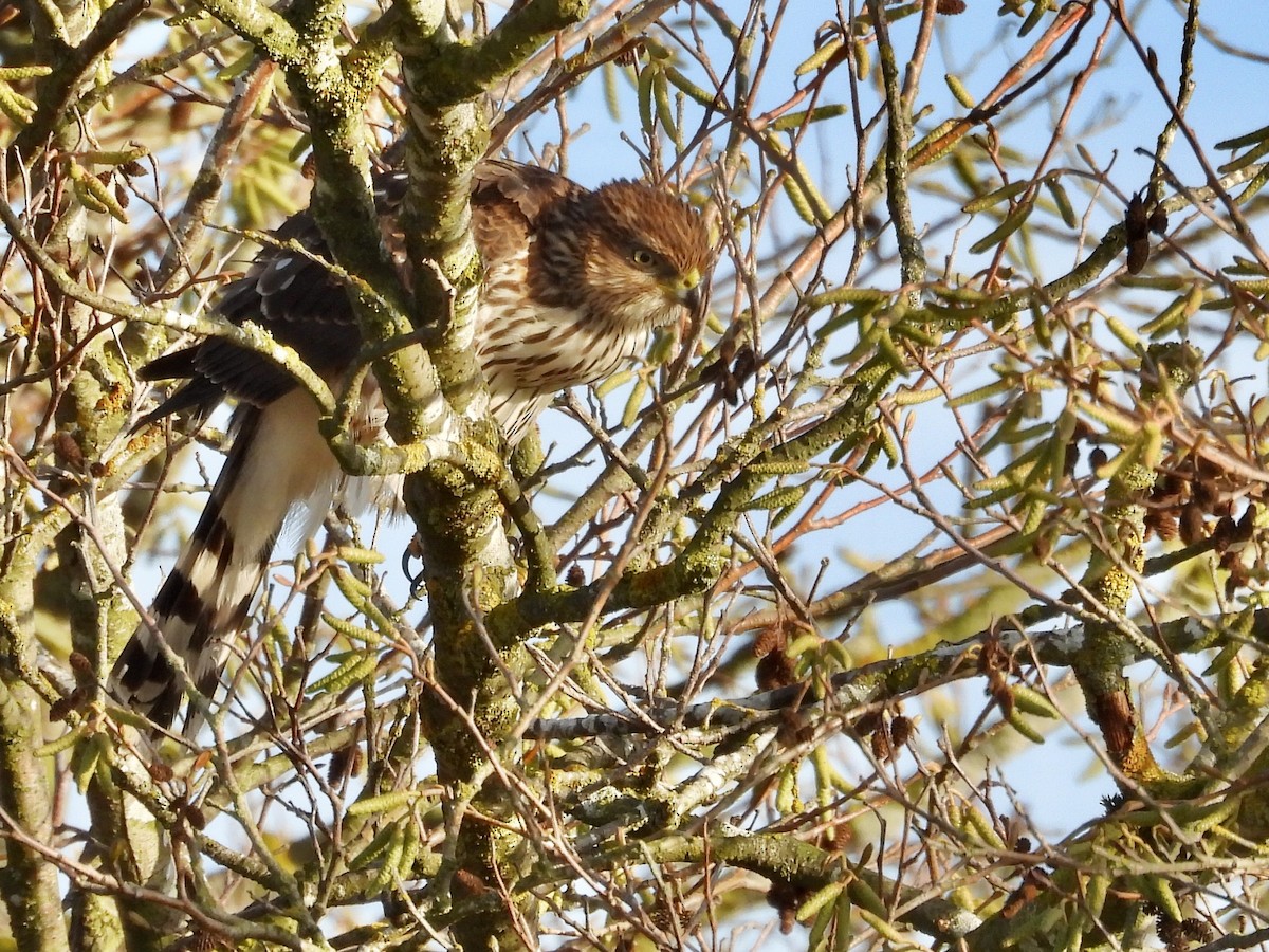 Cooper's Hawk - ML645092561