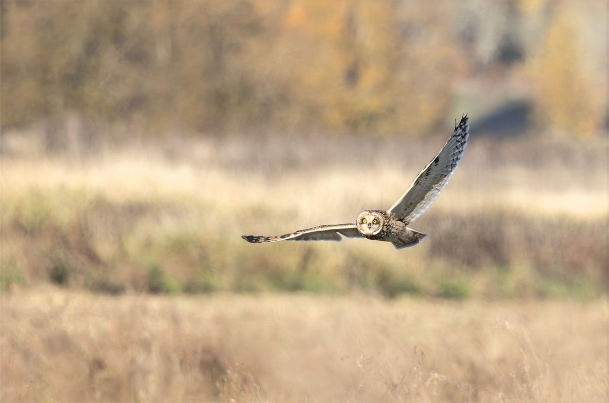 Short-eared Owl - ML645092562