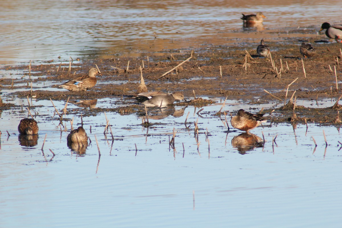 Canard chipeau - ML645092566