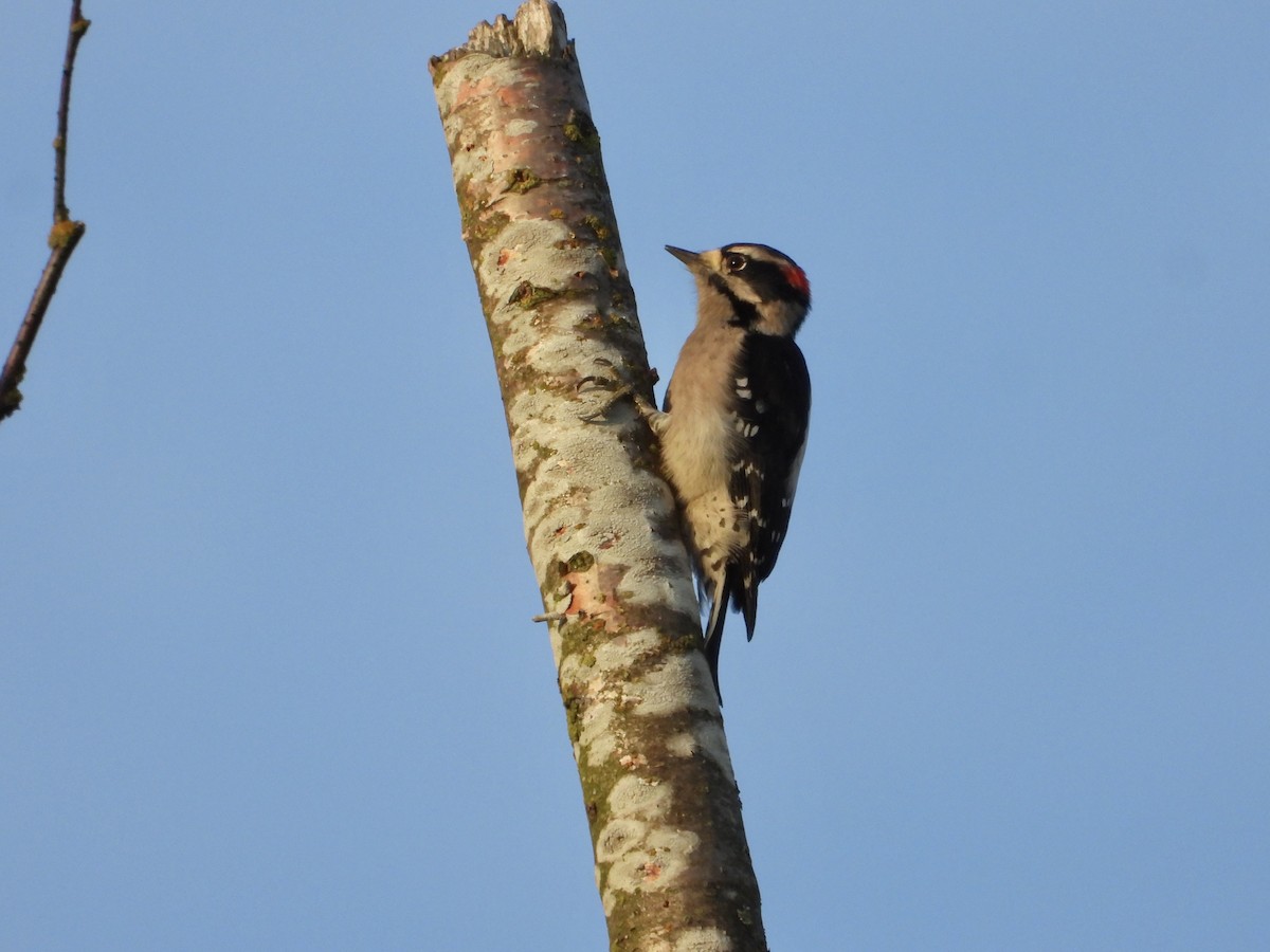 Downy Woodpecker - ML645092567