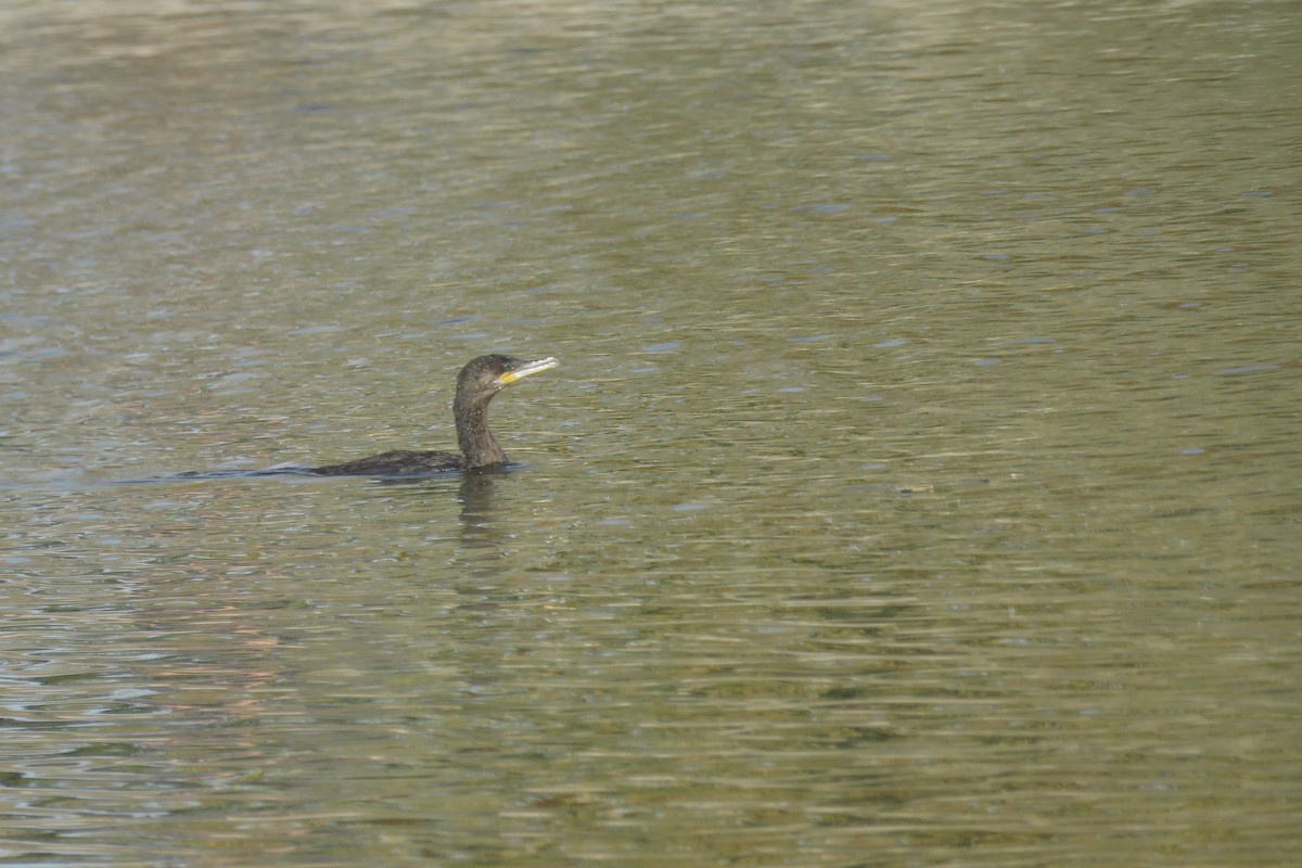 Neotropic Cormorant - ML645092587