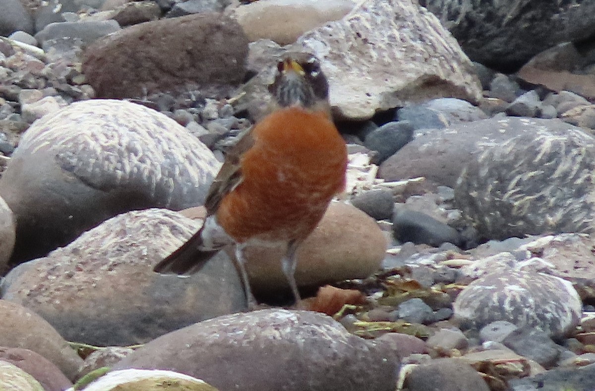 vandretrost - ML645092588