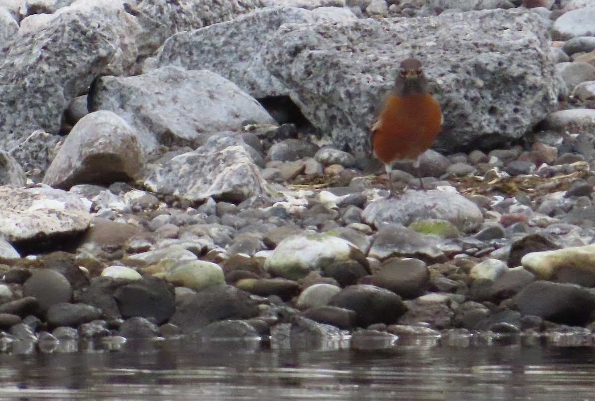 vandretrost - ML645092589