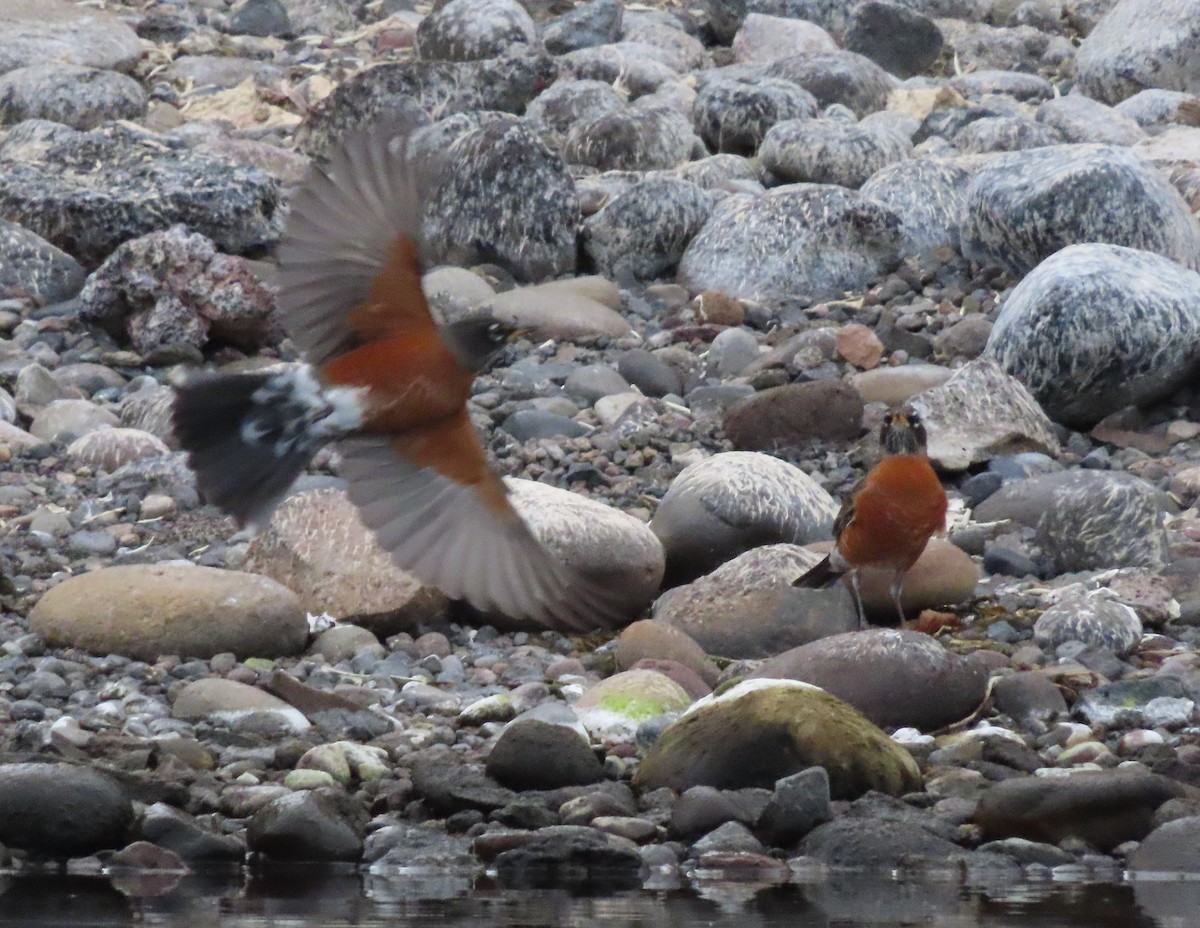 vandretrost - ML645092590