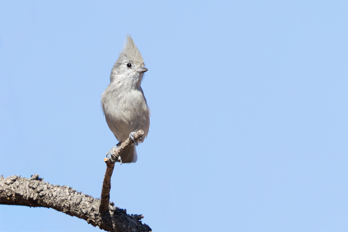 Juniper Titmouse - ML645092595