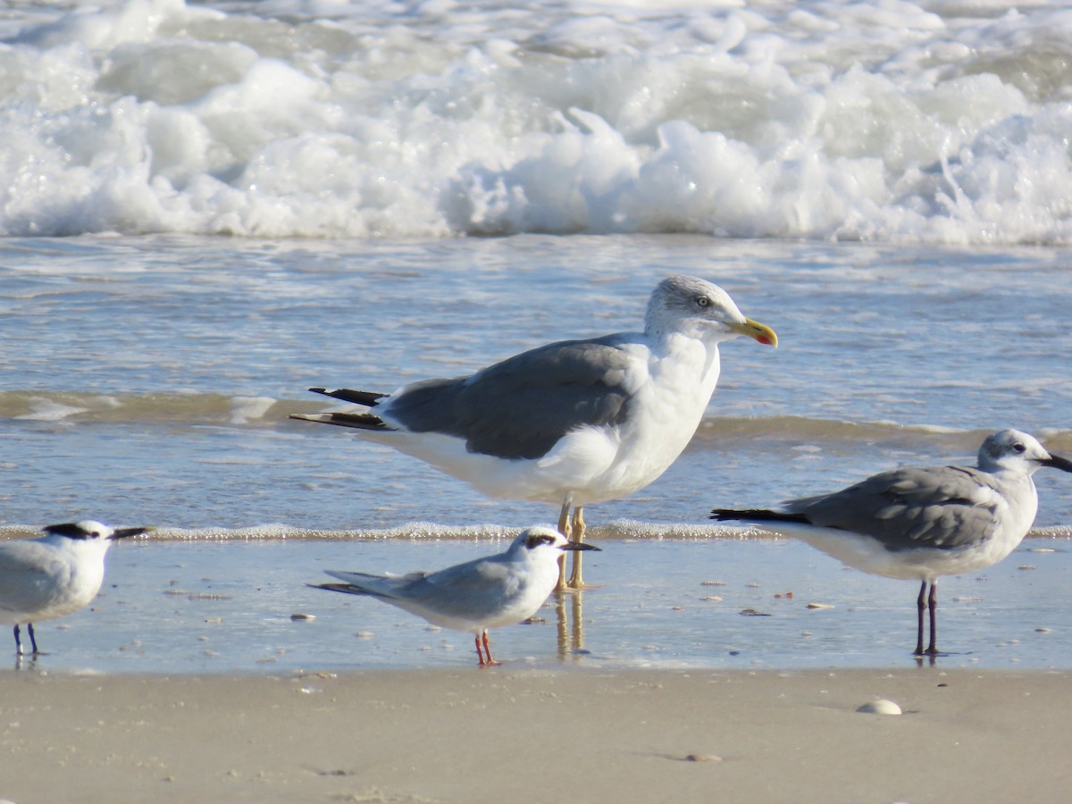 Gaviota Sombría - ML645092598