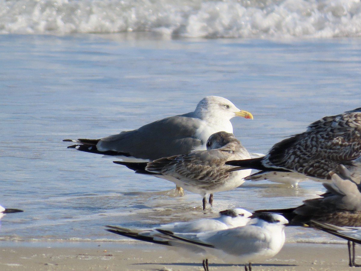 Gaviota Sombría - ML645092599