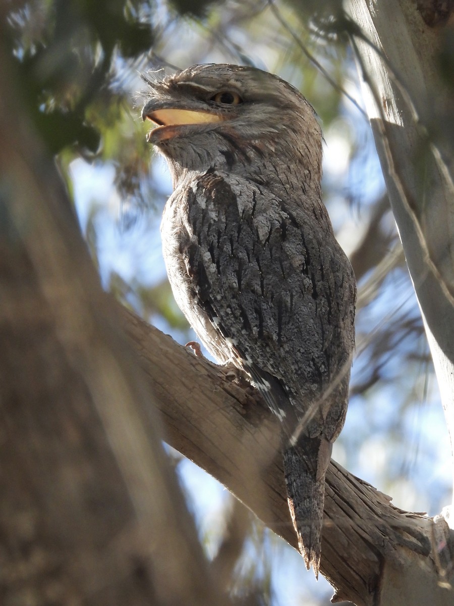 Tawny Frogmouth - ML645092603