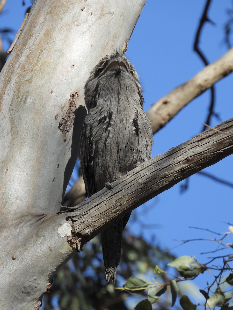 Tawny Frogmouth - ML645092604