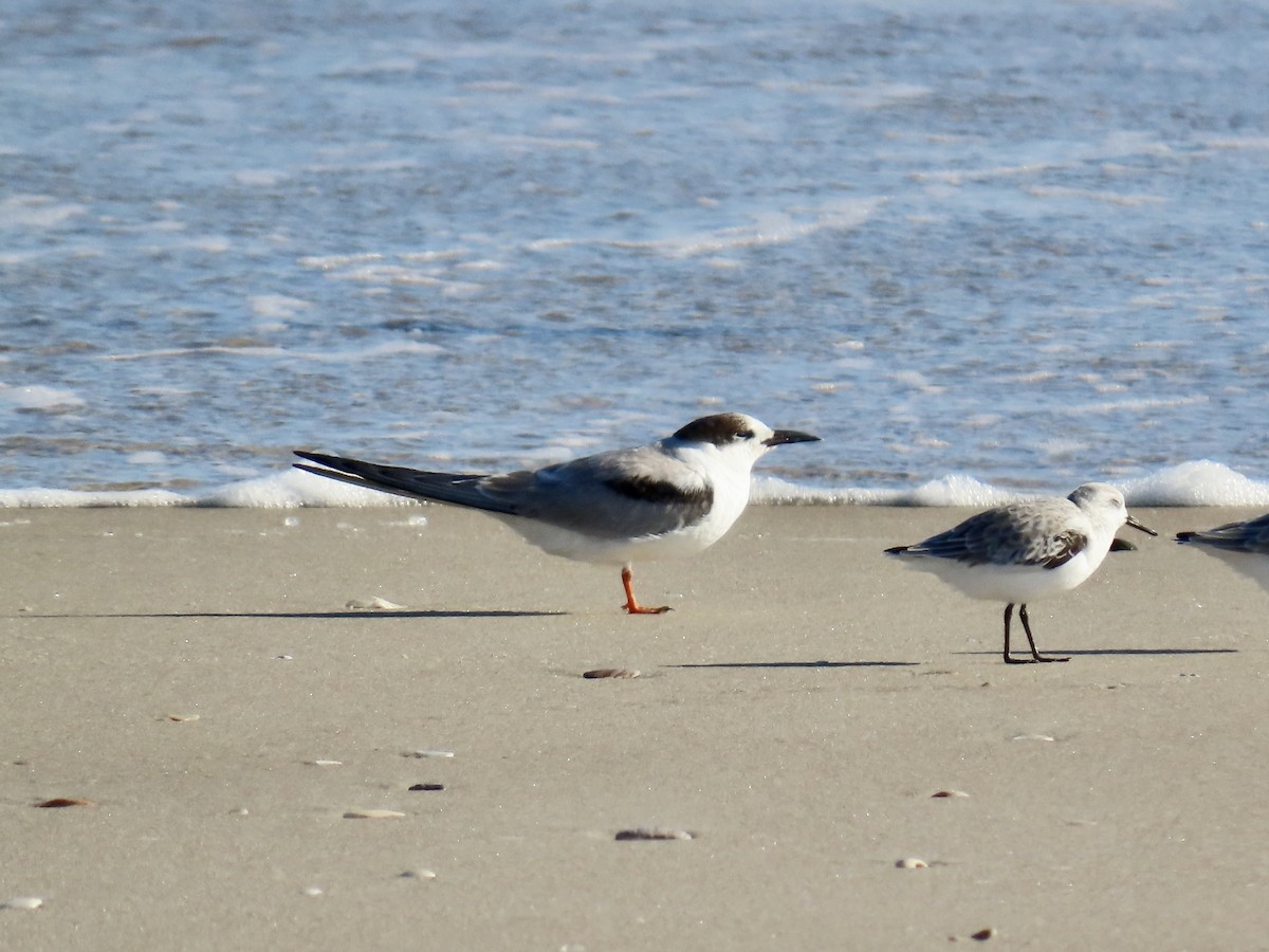 rybák obecný - ML645092605