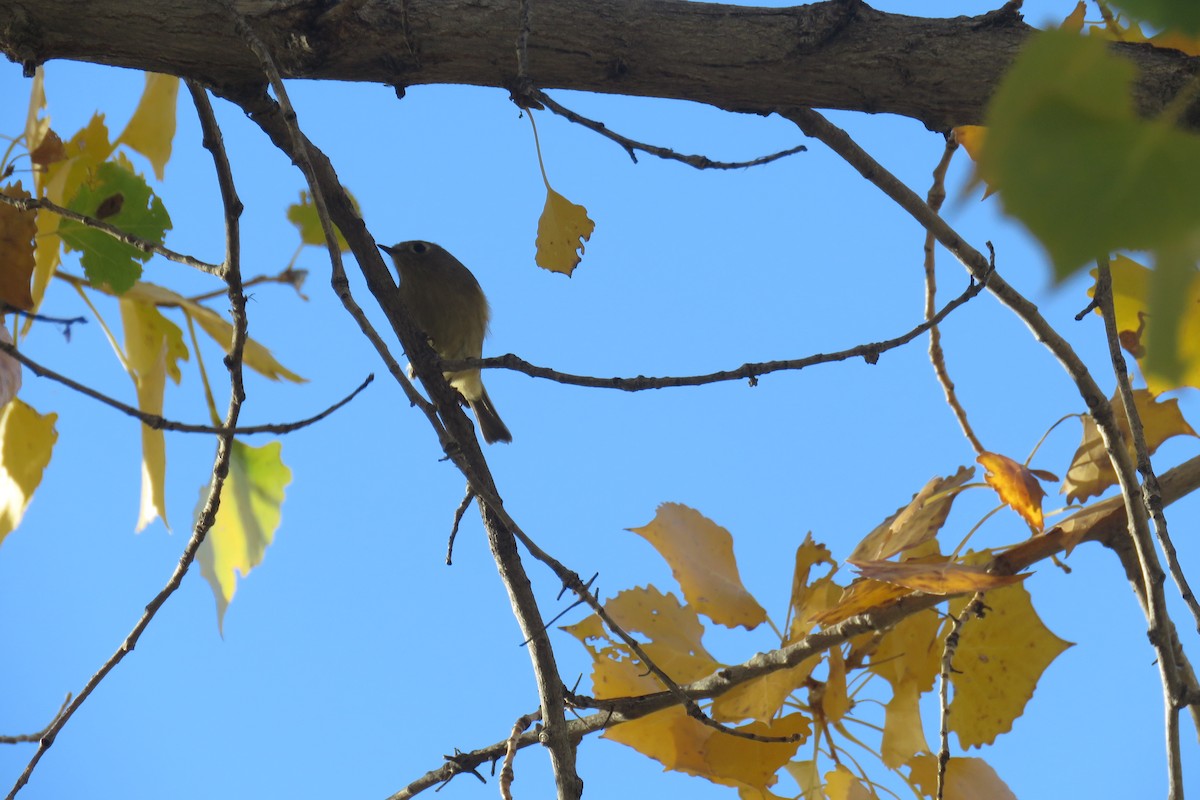 Gözlüklü Çalıkuşu - ML645092607