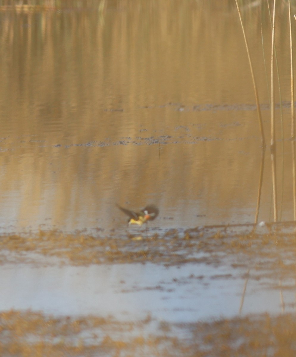 Many-colored Rush Tyrant - ML645092612