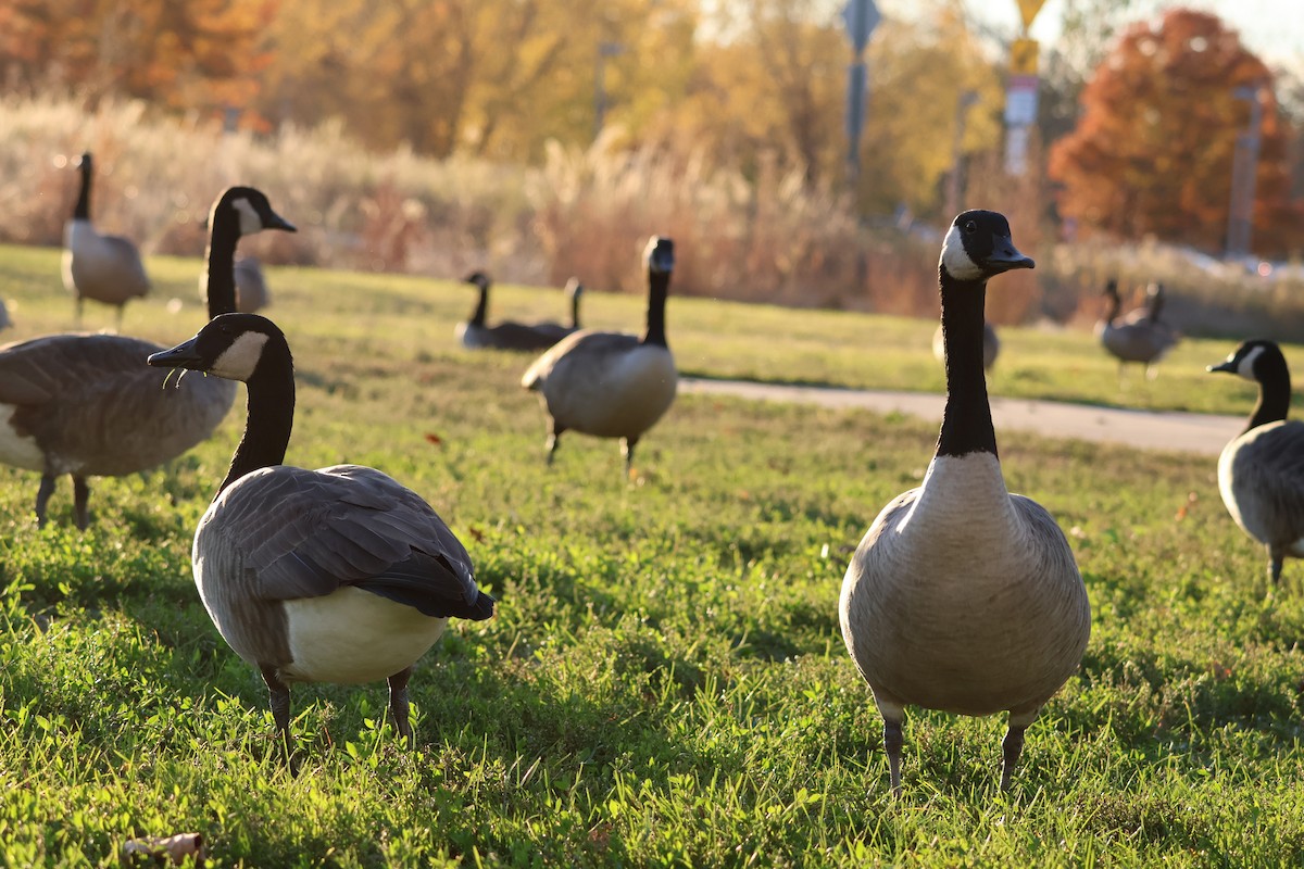 Barnacla Canadiense Grande - ML645092621