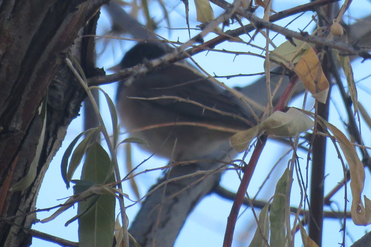 Junco Ojioscuro - ML645092624