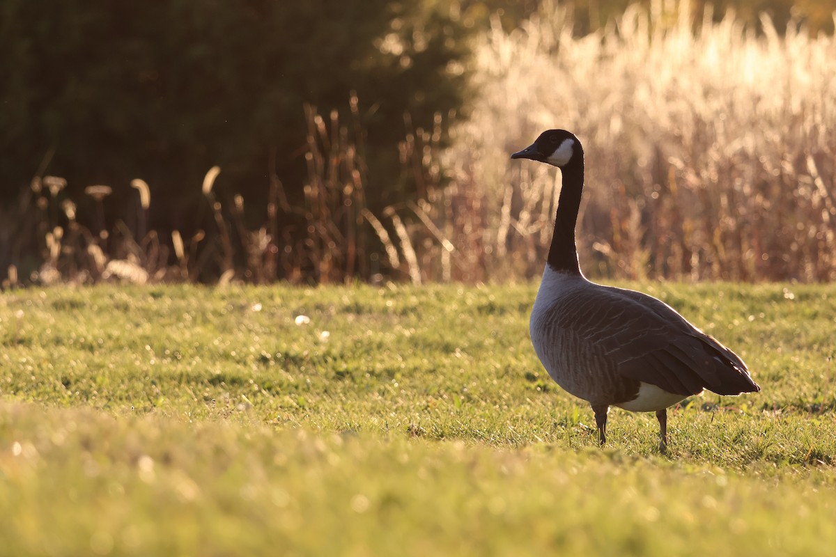 Barnacla Canadiense Grande - ML645092626
