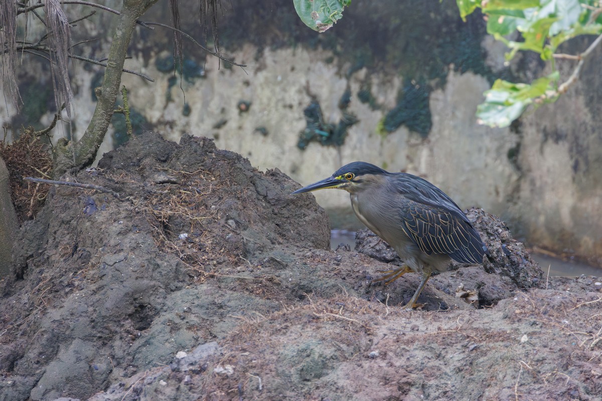 Little Heron - ML645092628