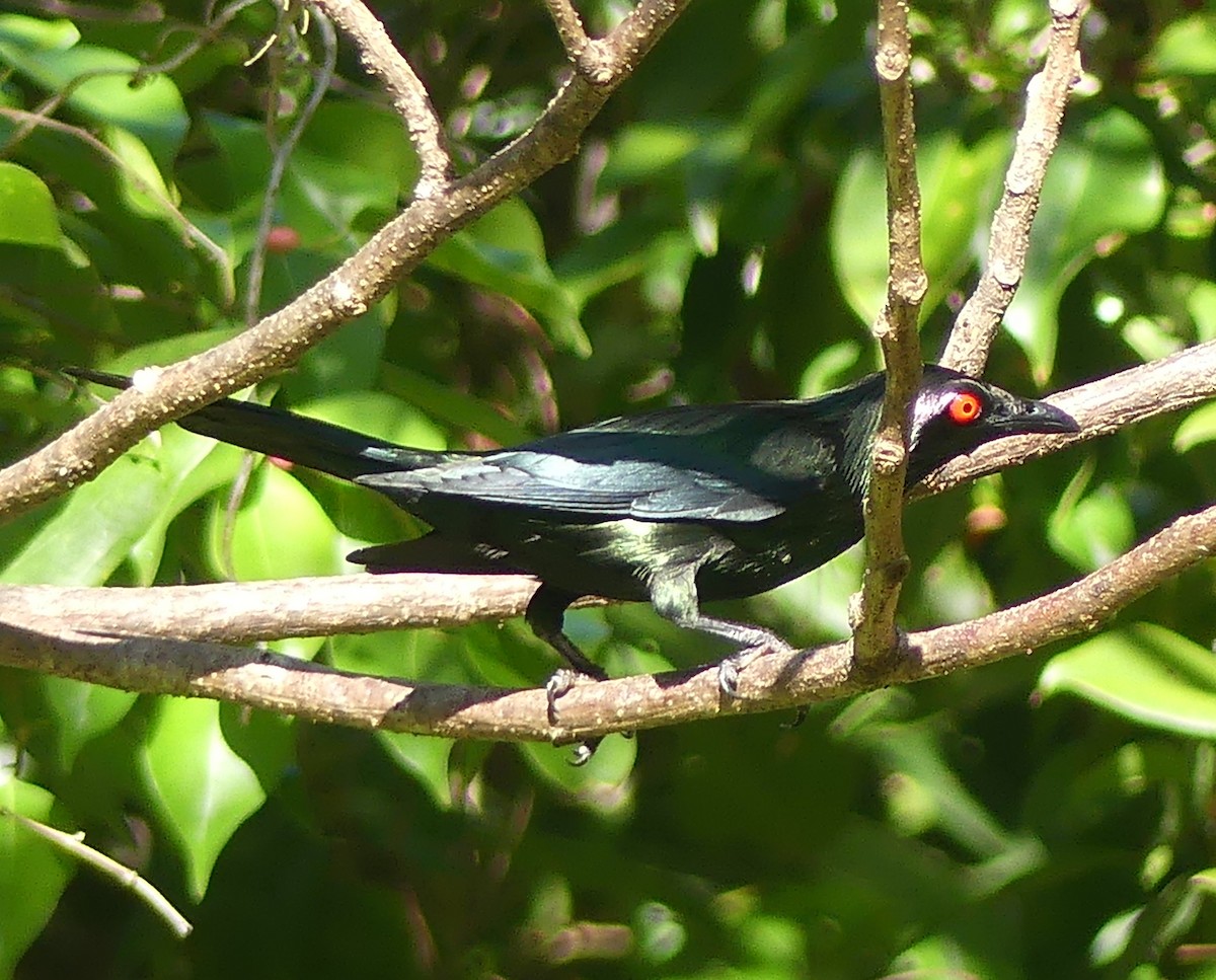 špaček lesklý - ML645092629