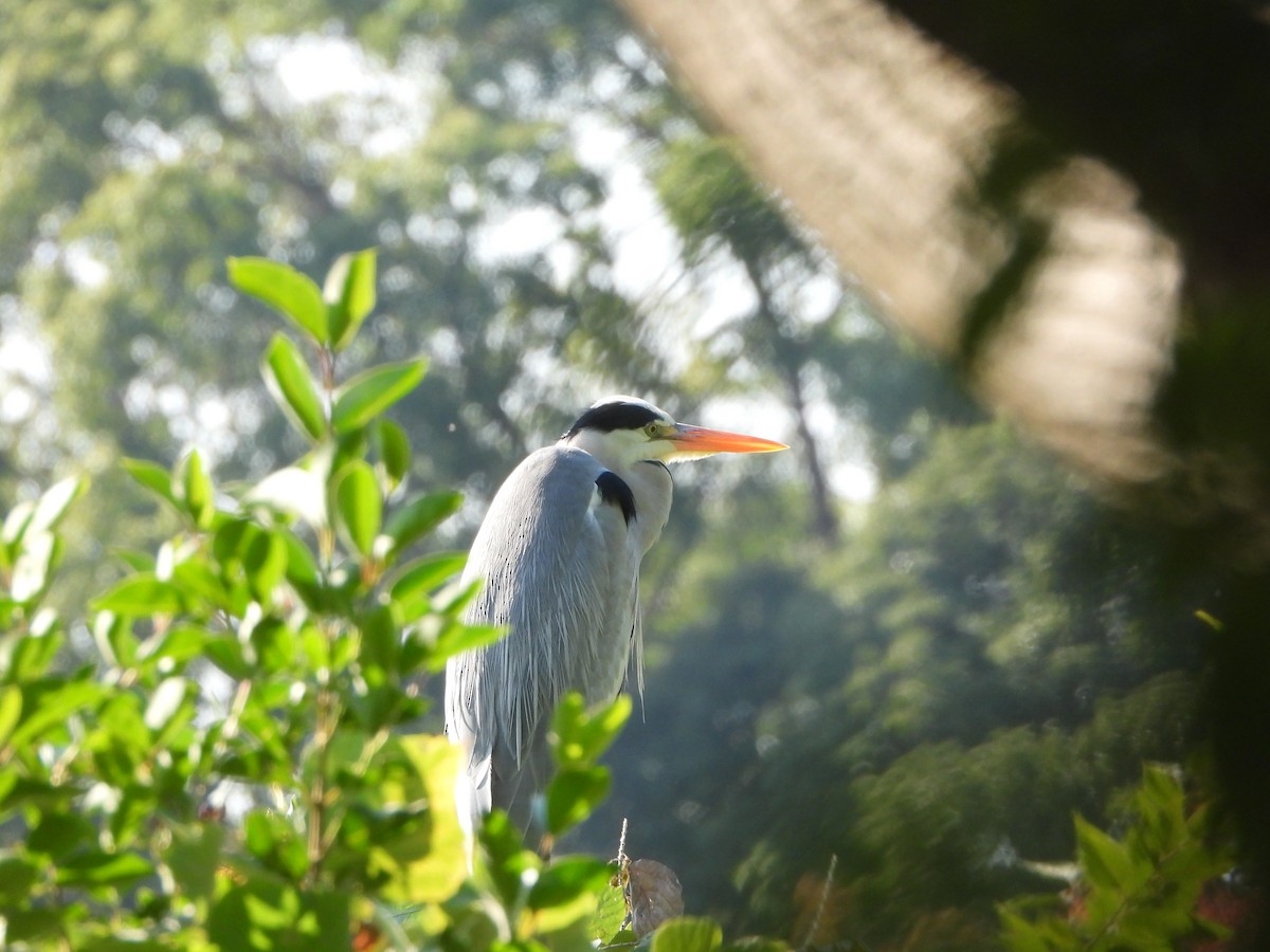 蒼鷺 - ML645092649