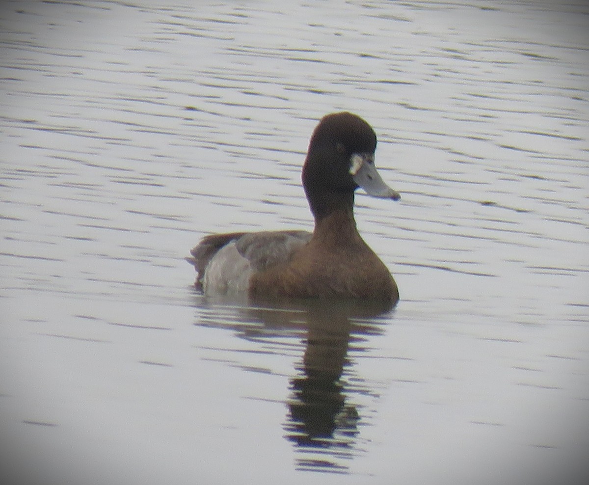 コスズガモ - ML645092653