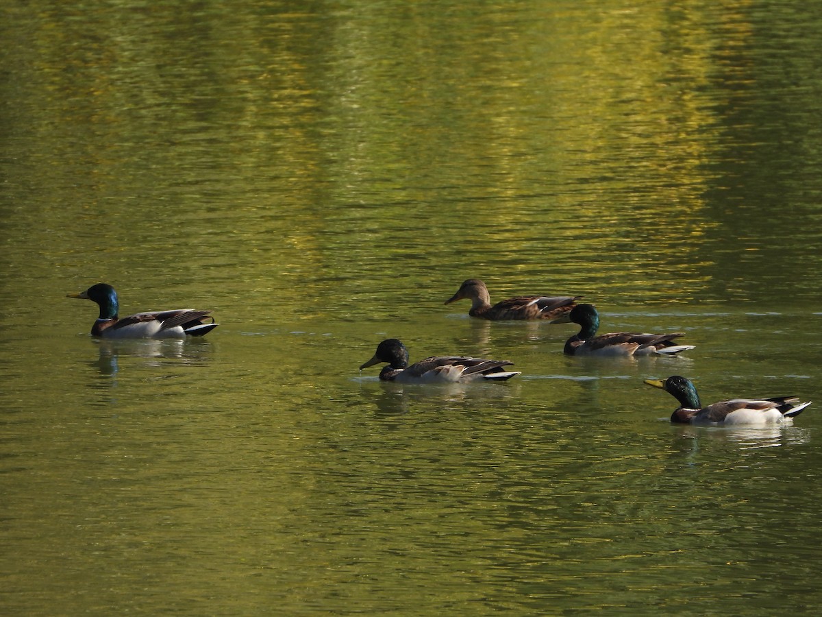 Mallard - ML645092656