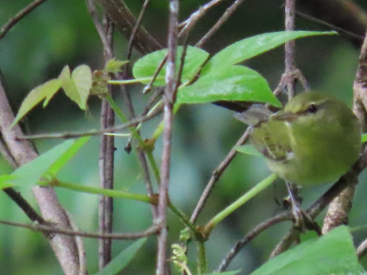 Tennessee Warbler - ML645092658