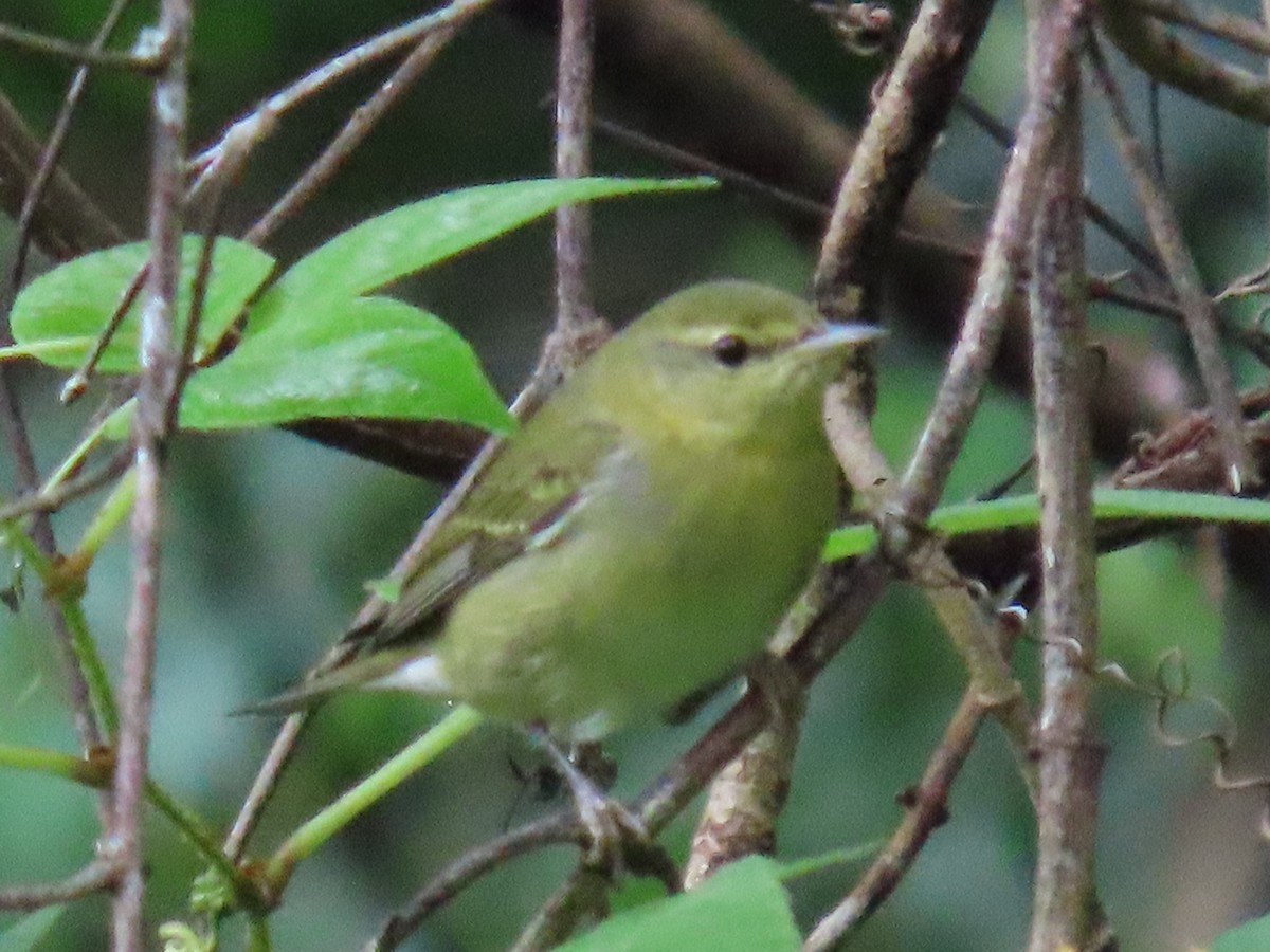 Tennessee Warbler - ML645092659