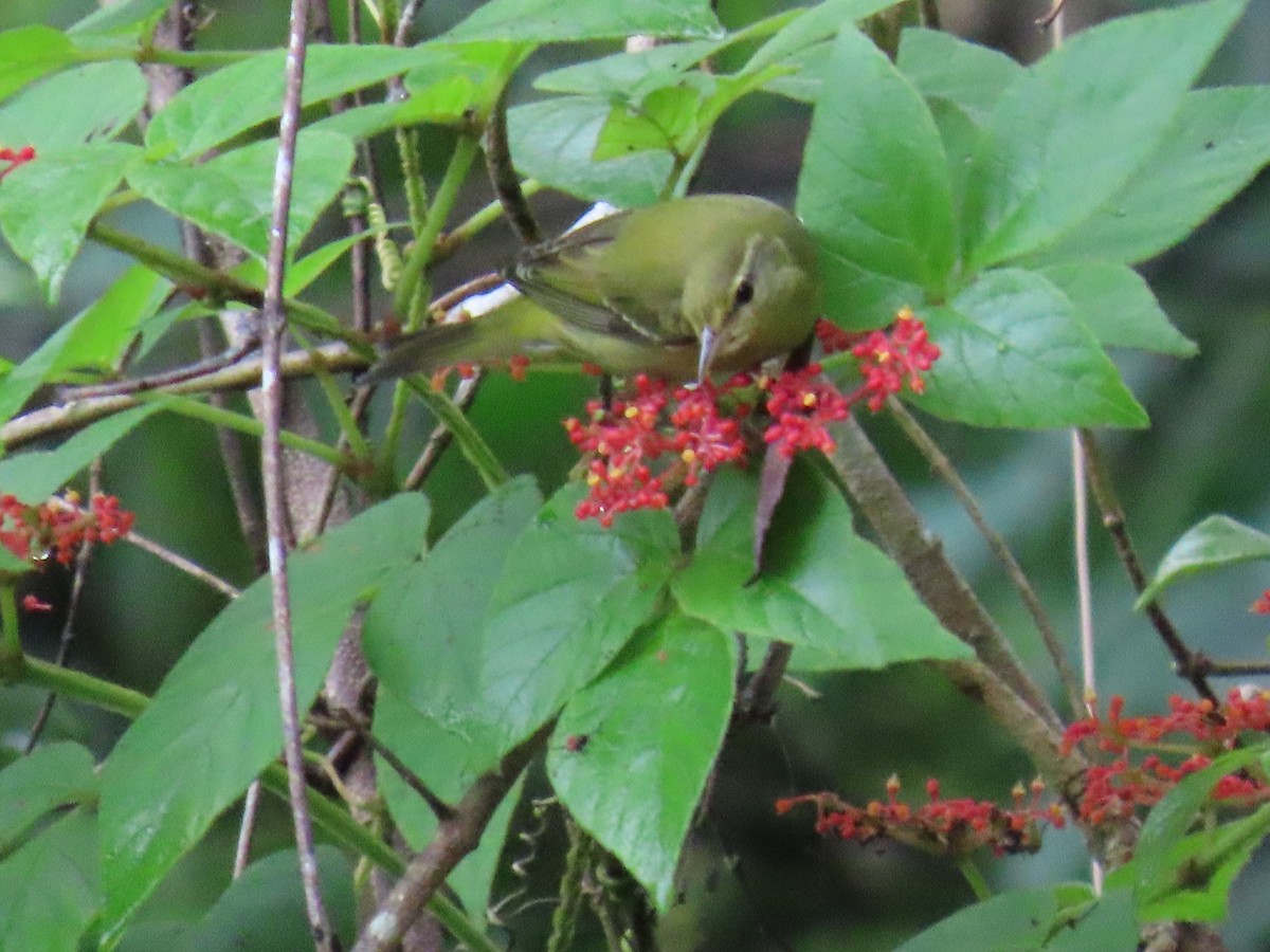 Tennessee Warbler - ML645092660