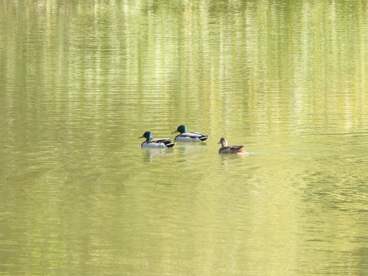 Mallard - ML645092663