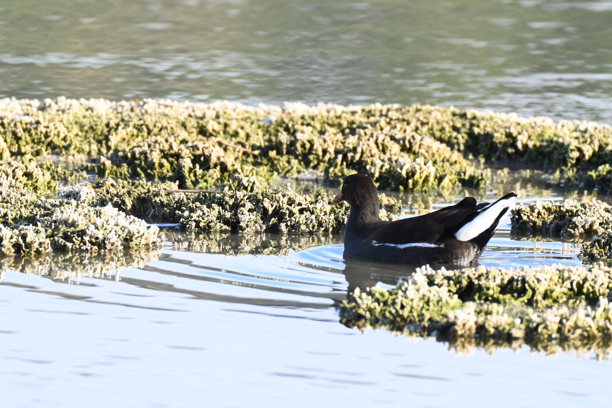 Eurasian Moorhen - ML645092664