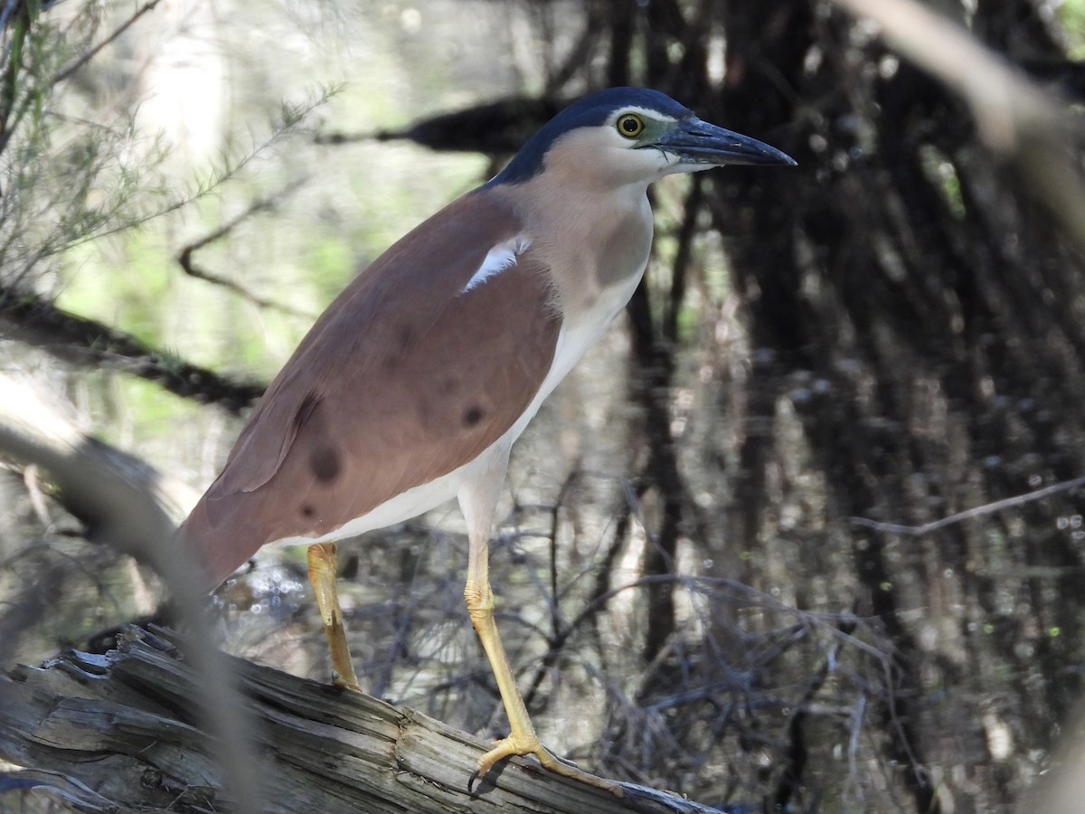 Nankeen Night Heron - ML645092665