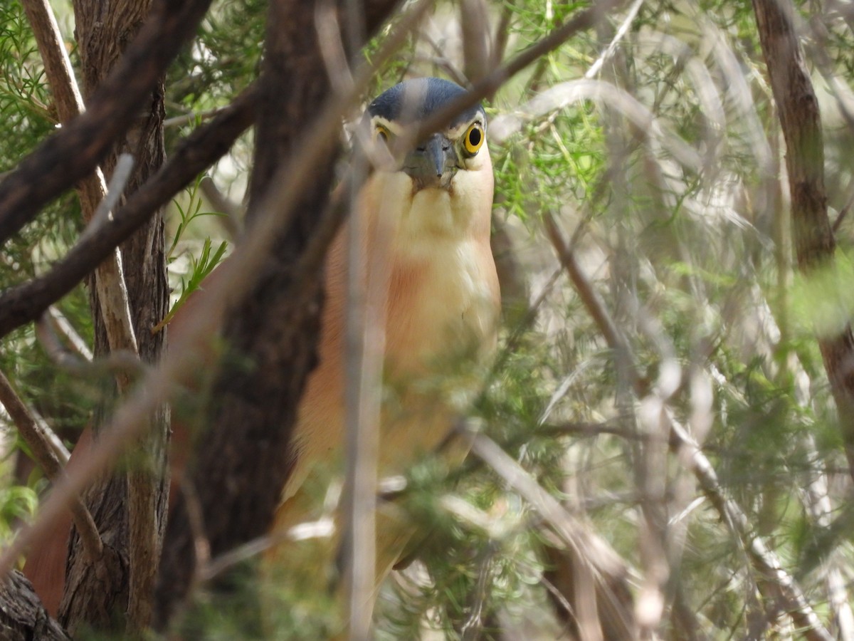 Nankeen Night Heron - ML645092666