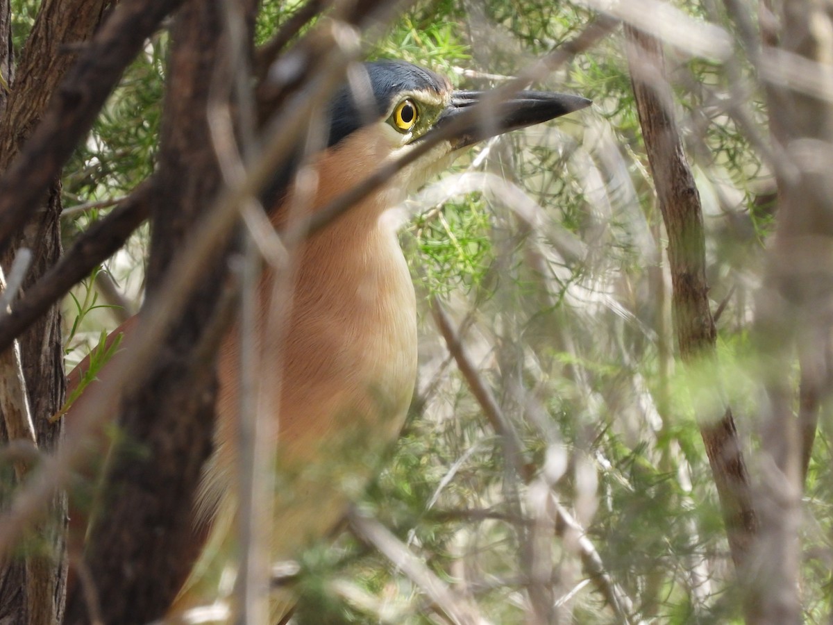 Nankeen Night Heron - ML645092667