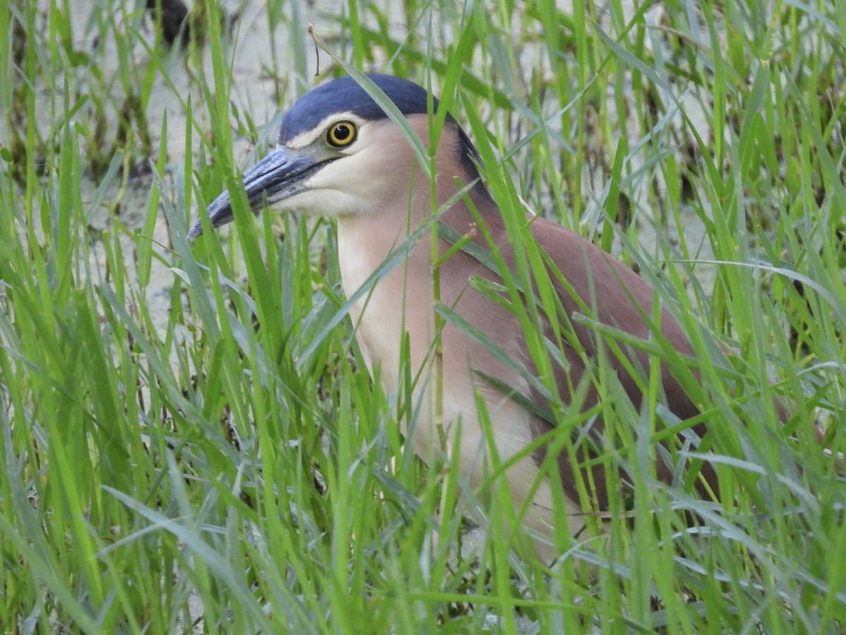 Nankeen Night Heron - ML645092668