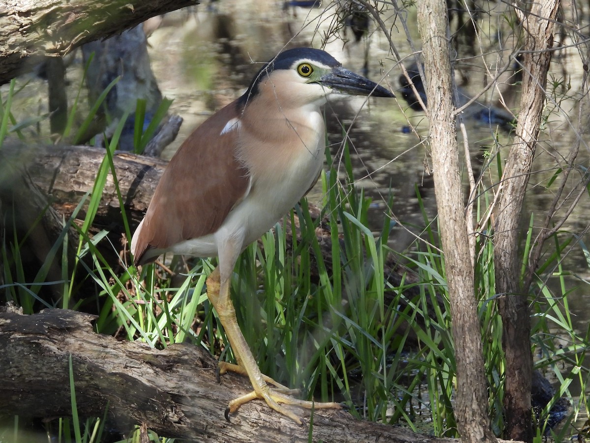 Nankeen Night Heron - ML645092669