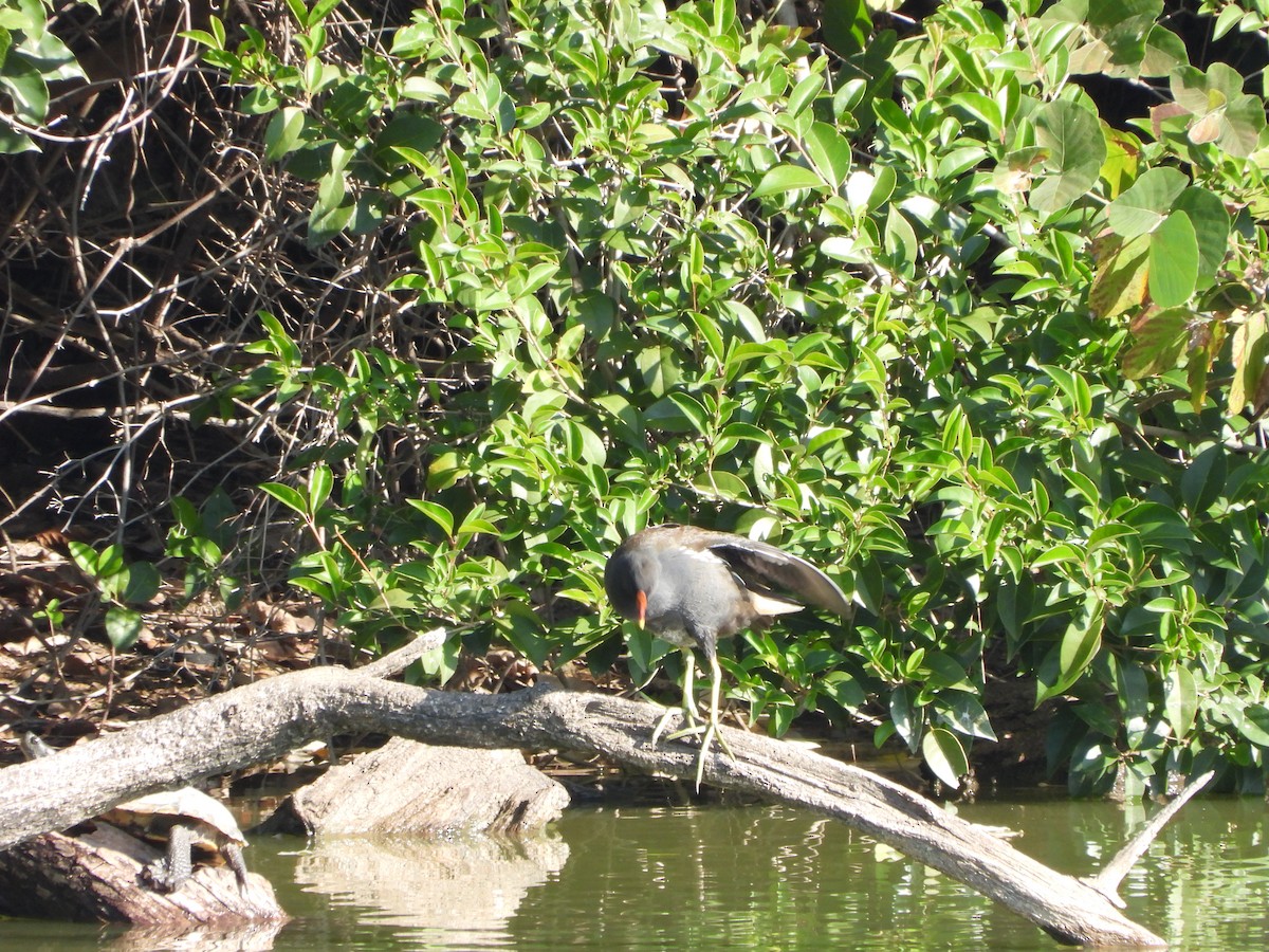 Eurasian Moorhen - ML645092671