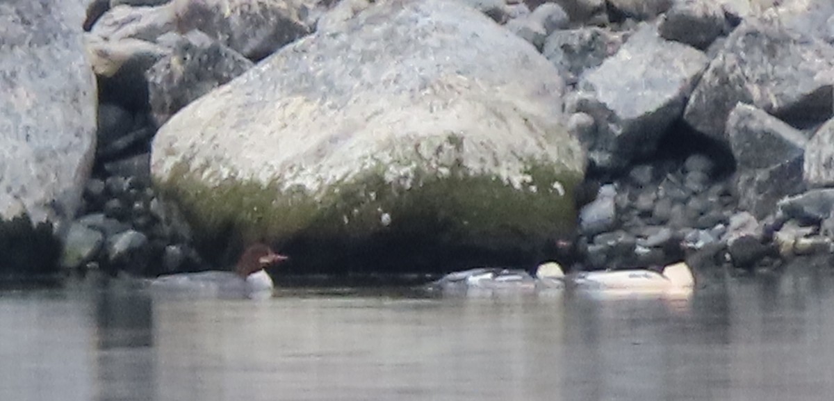 Common Merganser - ML645092672