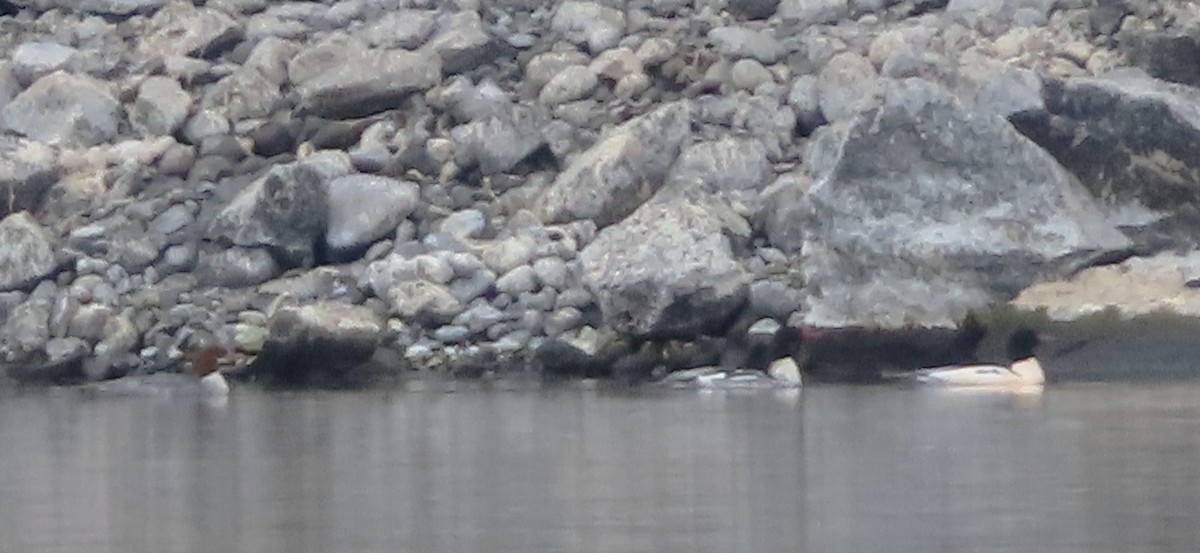 Common Merganser - ML645092673