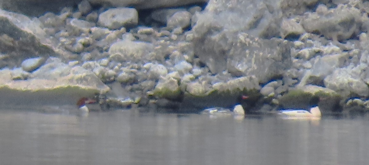 Common Merganser - ML645092674