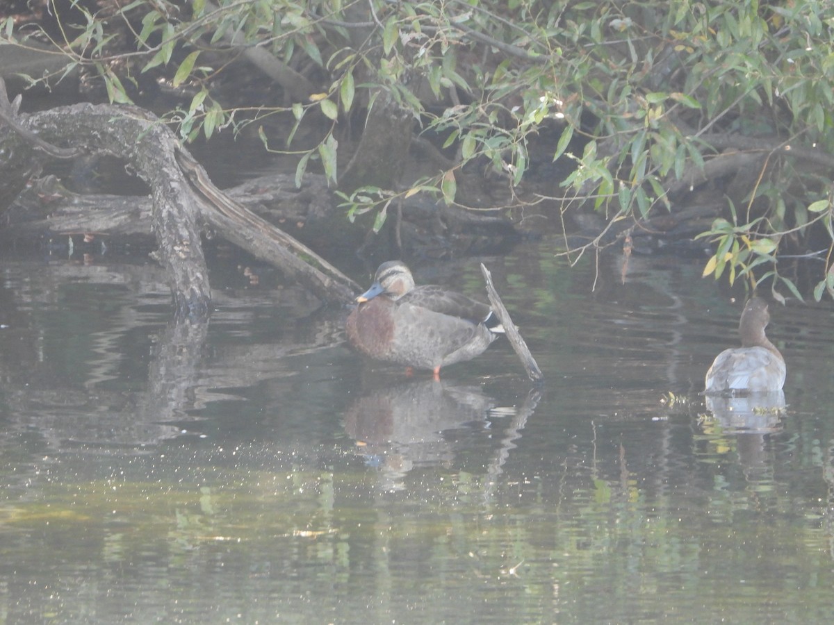 花嘴鴨x綠頭鴨(雜交) - ML645092677