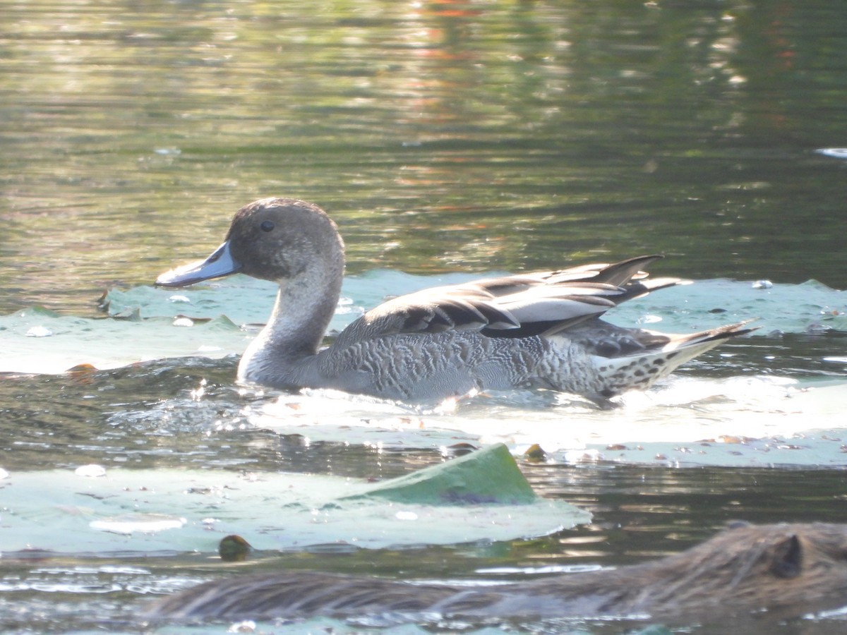 尖尾鴨 - ML645092680