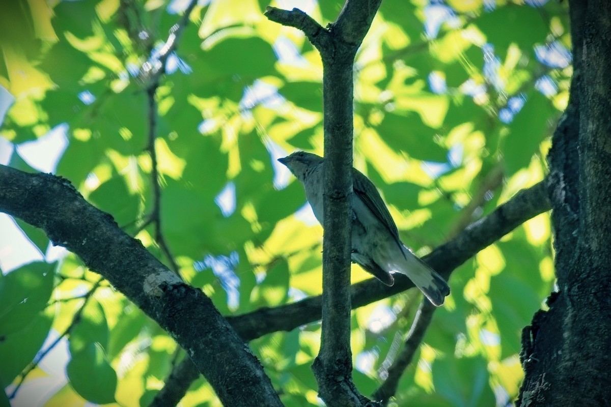 Lesser Honeyguide - ML645092682