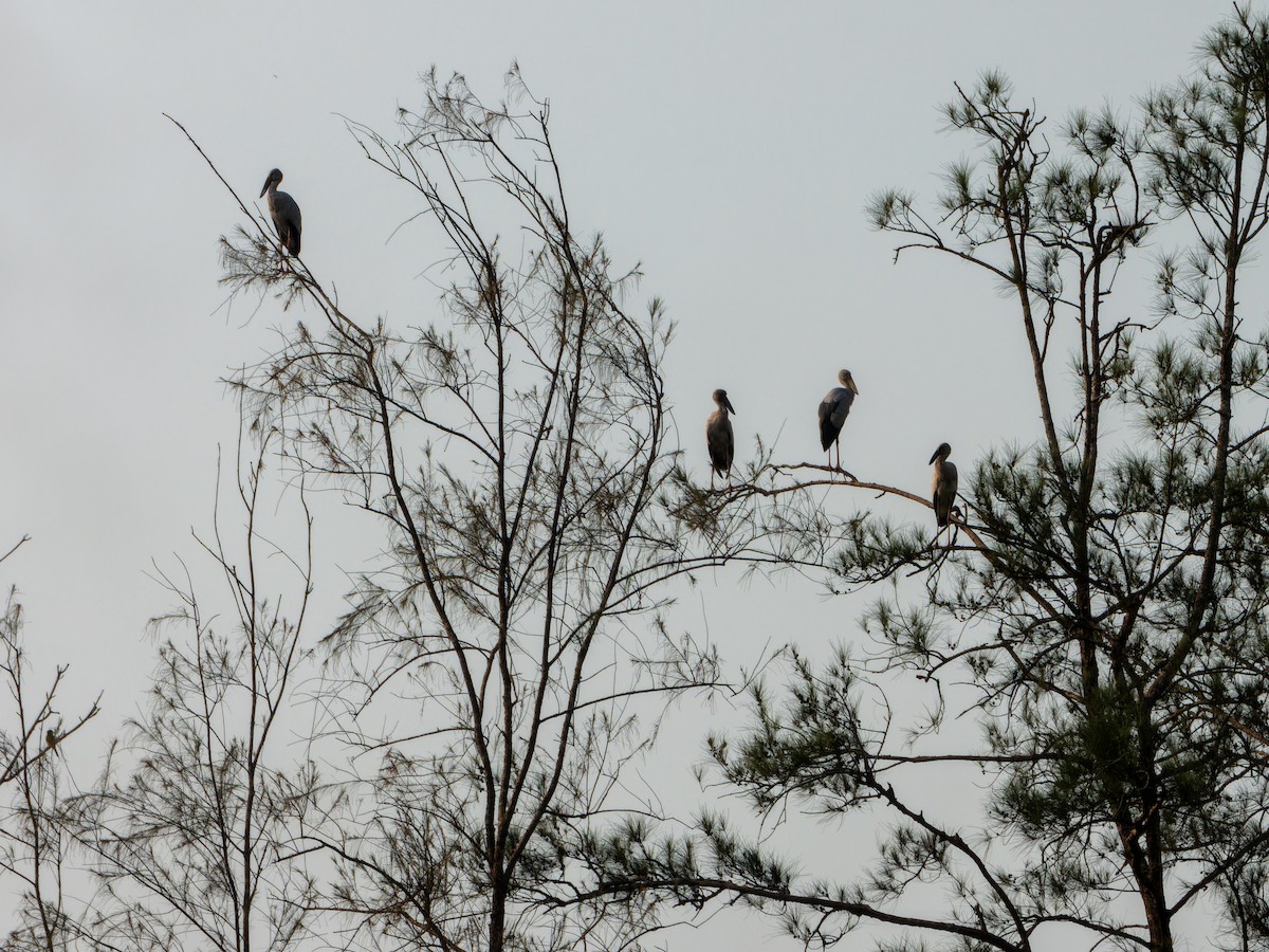 Asian Openbill - ML645092683